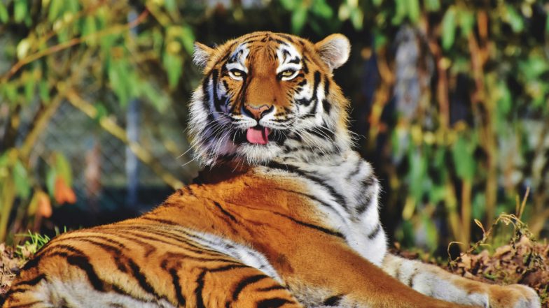Tiger Nadia at New York's Bronx Zoo Tests Positive for Coronavirus