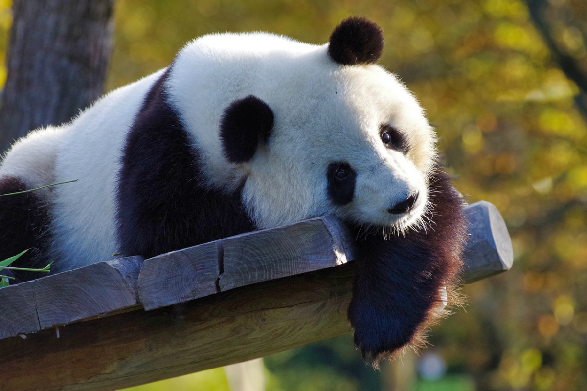 Giant Panda 3D View on Google Not Working, View Cutest HD Photos & WhatsApp  Stickers of Pandas and Download Them for Free Online! | 👍 LatestLY