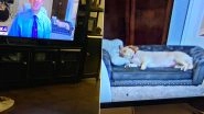 Photo of Weather Reporter's Dog Sleeping Peacefully On Customised Couch With Bone-Shaped Pillow Makes Netizens Say 'Pawdorable'