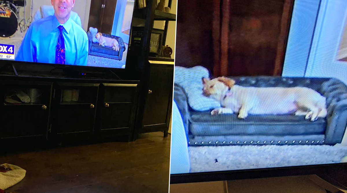 little dog couch