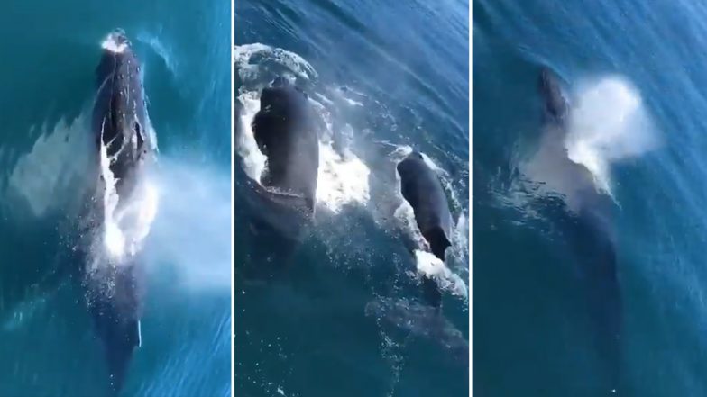 Video of Humpback Whales Swimming at Bombay High Sends Netizens into Frenzy, Is The Clip True or Fake?