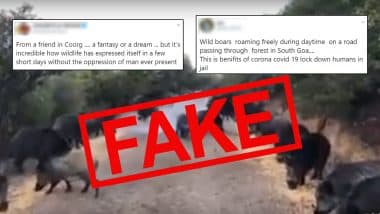 Fact Check: Video of Wild Boars or Pigs Invading Streets of Coorg or Goa or Kolhapur is Not Effect of Lockdown, Know Truth About The Viral Clip