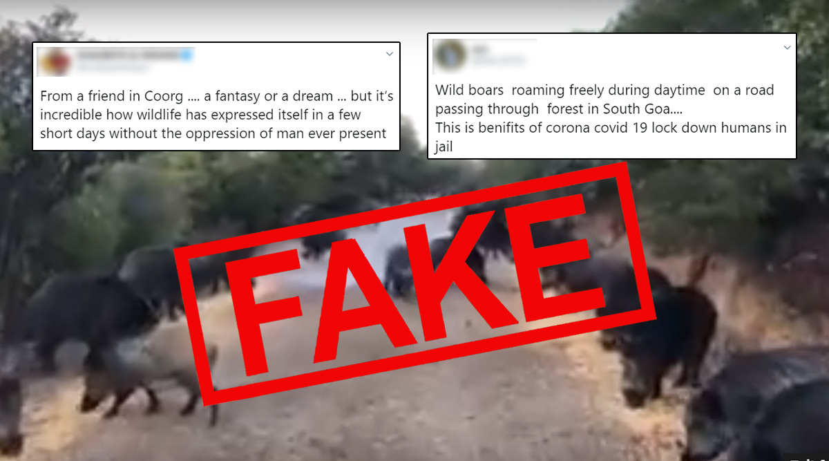 Fact Check: Video of Wild Boars or Pigs Invading Streets of Coorg or Goa or  Kolhapur is Not Effect of Lockdown, Know Truth About The Viral Clip | 🔎  LatestLY