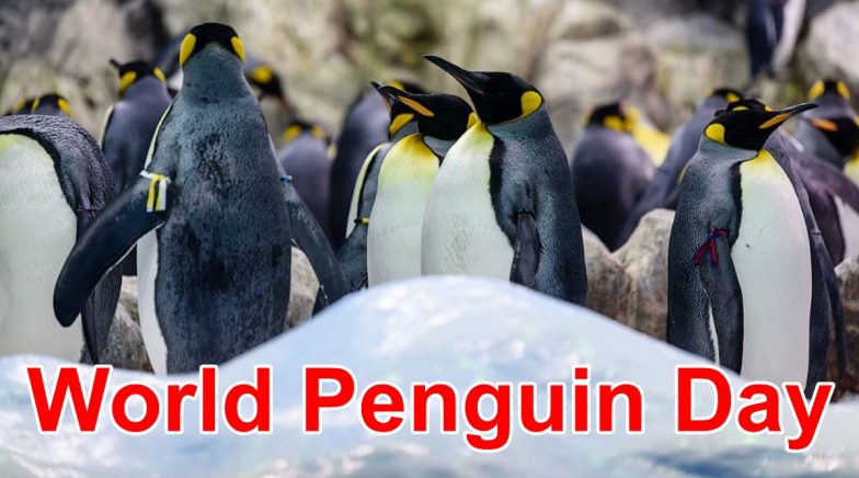 World Penguin Day 2020: Date, Significance to Raise Awareness About ...