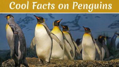 World Penguin Day 2020: Cool Facts on Penguins That Will Make You Go Woah About Cute Tuxedo Birds