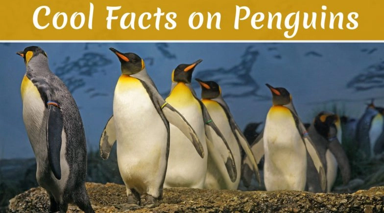 World Penguin Day 2020: Facts on Penguins That Will Make You Go Woah About These Tuxedo Birds