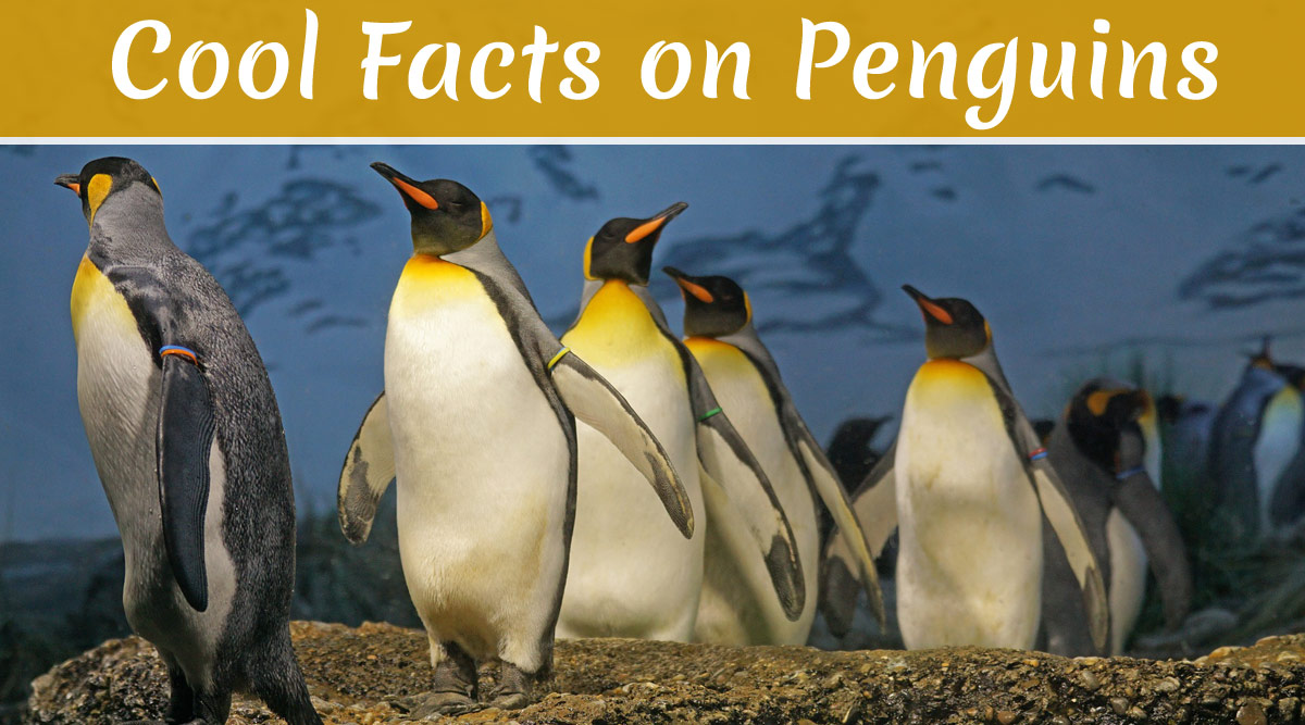 World Penguin Day 2020: Cool Facts on Penguins That Will Make You Go Woah  About Cute Tuxedo Birds | 👍 LatestLY
