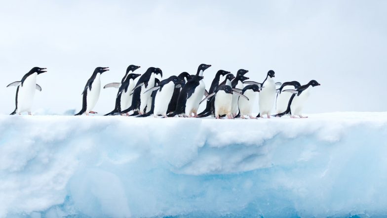 World Penguin Day 2020: Pictures of Adorable Aquatic Birds to Brighten Up Your Day!