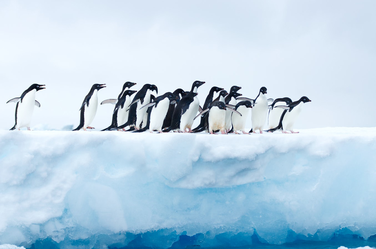 World Penguin Day 2020 Pictures of Adorable Aquatic Birds to Brighten