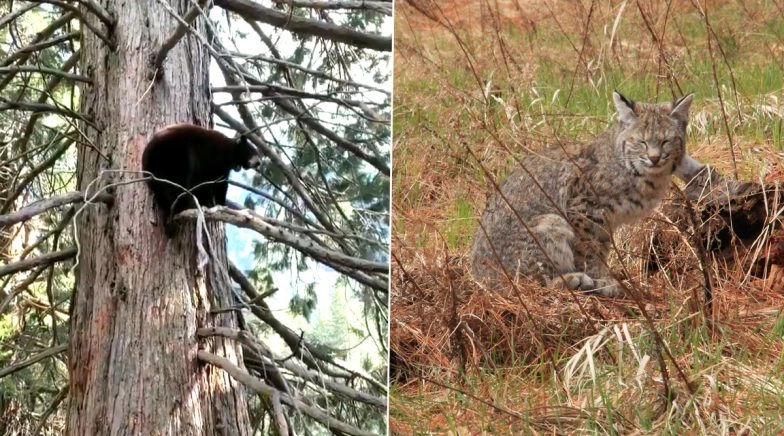 Yosemite National Park Reclaimed by Animals As Humans Continue to Stay at Home 