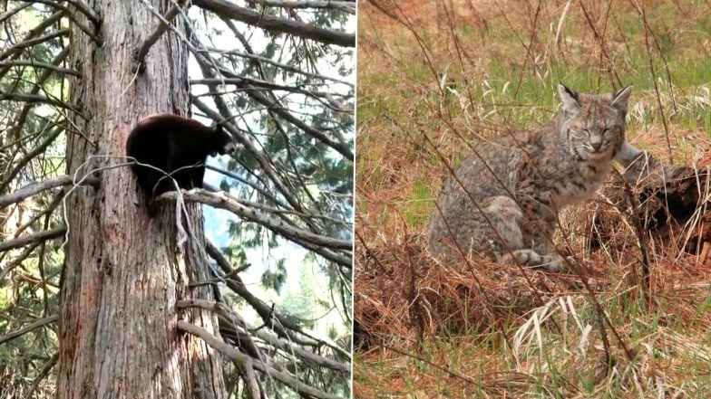Yosemite National Park Reclaimed by Animals As Humans Continue to Stay at Home Due to Coronavirus Lockdown (Watch Beautiful Videos)