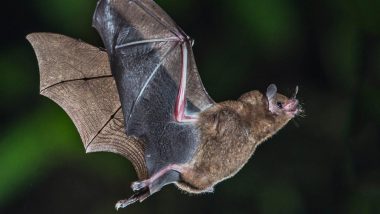 Bats Die in UP's Bareilly in Blistering Heat Due to Brain Haemorrhage