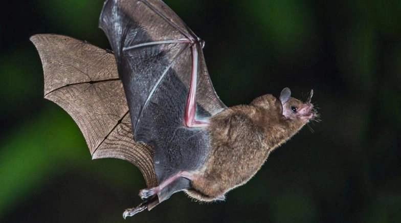 How Do Bats Survive the Virus While Humans Are Succumbing to the Deadly Disease