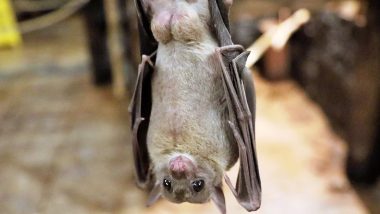 International Bat Appreciation Day 2020: Know History and Significance of the Day to Celebrate the Flying Mammals