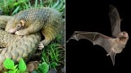 Don&rsquo;t Hate Bats and Pangolins During This Pandemic! Here&rsquo;s Why We Should Know the Importance of These Animals