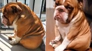 Big Poppa, the Sad Bulldog From Atlanta Becomes Quarantine Mascot, Pet Parents Send Virtual Hugs in a Viral Twitter Thread (View Pics)
