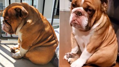 Big Poppa, the Sad Bulldog From Atlanta Becomes Quarantine Mascot, Pet Parents Send Virtual Hugs in a Viral Twitter Thread (View Pics)