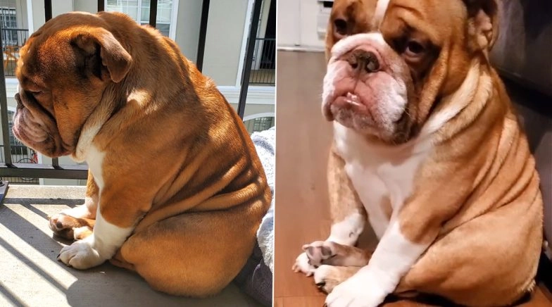 Big Poppa, the Sad Bulldog From Atlanta Becomes Quarantine Mascot