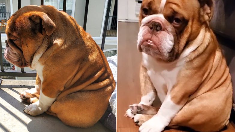 Big Poppa, the Sad Bulldog From Atlanta Becomes Quarantine Mascot, Pet Parents Send Virtual Hugs in a Viral Twitter Thread (View Pics)