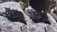Viral Video of Mysterious Black Creature is Reminding People of Venom; Know More About Bootlace Worm, One of The Longest Animals on Earth