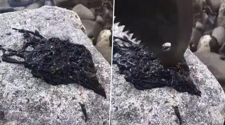 Tamanna Xxxux Video - Viral Video of Mysterious Black Creature is Reminding People of Venom; Know  More About Bootlace Worm, One of The Longest Animals on Earth | ðŸ‘ LatestLY