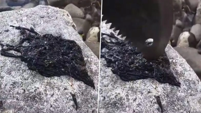 Viral Video of Mysterious Black Creature is Reminding People of Venom; Know More About Bootlace Worm, One of The Longest Animals on Earth