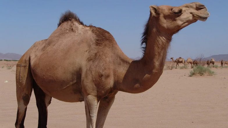 Dubai Man Steals Rare Newborn Camel for Girlfriend, Both Arrested