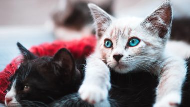 2 Cats in New York Become First US Pets to Test Positive For Coronavirus