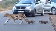 Mother Leopard Teaching Stubborn Cubs Cross Road in South Africa&rsquo;s Kruger National Park Is Too Cute, Video of Unusual Sighting Goes Viral