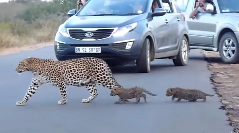 Mother Leopard Leads Her Baby Cubs to Cross the Road in Kruger National Park, South Africa