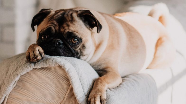 Worried of Pets Being Alone at Home While You go to Work? Here's How You Can Train Them For Separation After COVID-19 Lockdown Ends