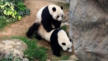 Giant Pandas Ying Ying and Le Le Mate at Ocean Park in Hong Kong for the First Time, View Pic and Video As They Share an Intimate Moment!