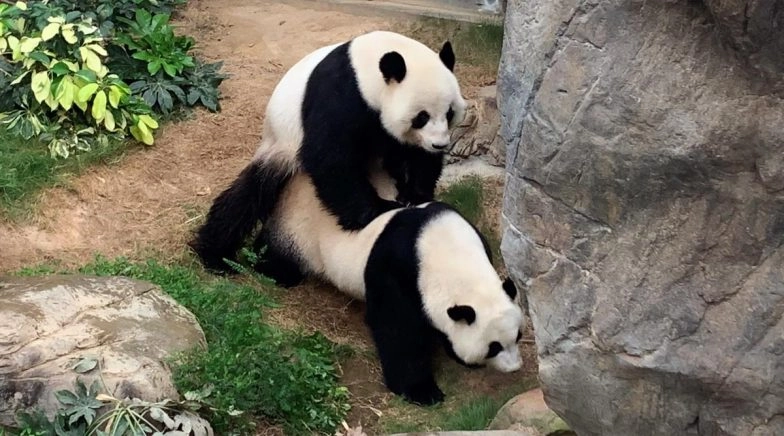  Ying Ying and Le Le Mate at Ocean Park in Hong Kong for the First Time