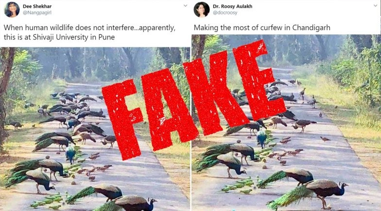 Picture of Peacocks and Parrots Gathered Together is From Lockdown in Chandigarh? Know The Truth
