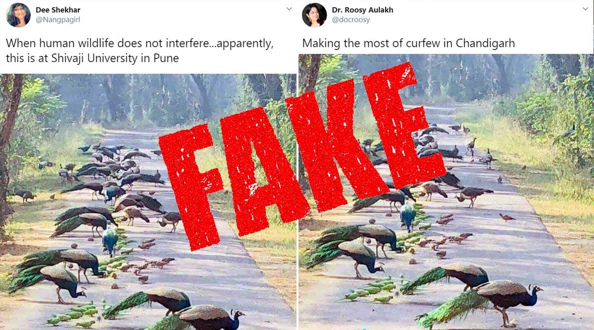 Fact Check News | Picture of Peacocks and Parrots Gathered Together is ...