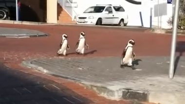 CUTE! Penguins Spotted Walking Royally on Empty Streets of South Africa Amid Lockdown, Watch Video