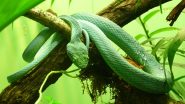 Salazar Slytherin Discovered in Arunchal Pradesh! New Pit Viper Snake Named After Harry Potter Character