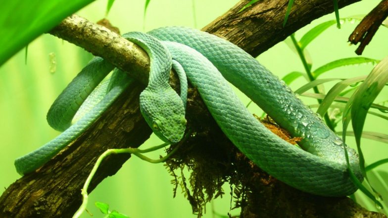 Salazar Slytherin Discovered in Arunchal Pradesh! New Pit Viper Snake Named After Harry Potter Character