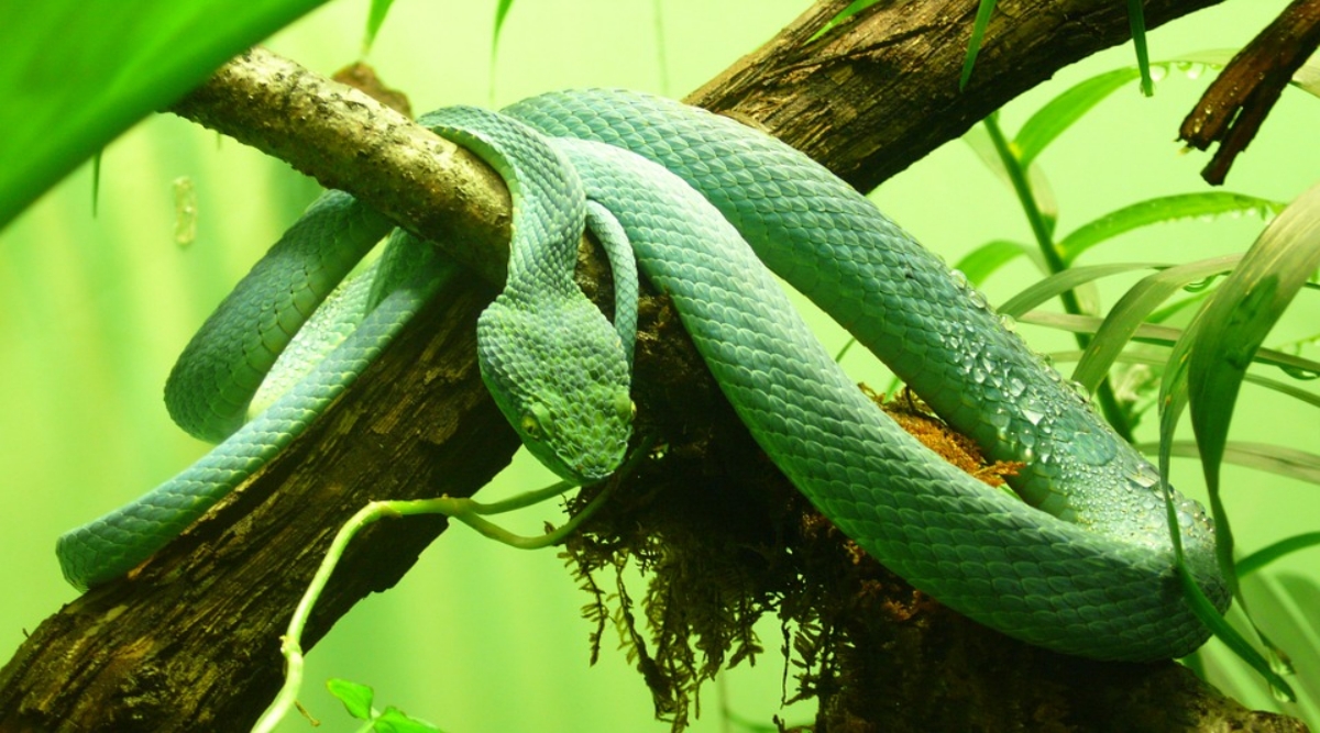 Welcome to the House of Slytherin: Salazar's pit viper, a new green pit  viper from India