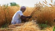 Indian Govt&rsquo;s Wheat Procurement Touches an All-Time High of 38.2 Million Tonnes