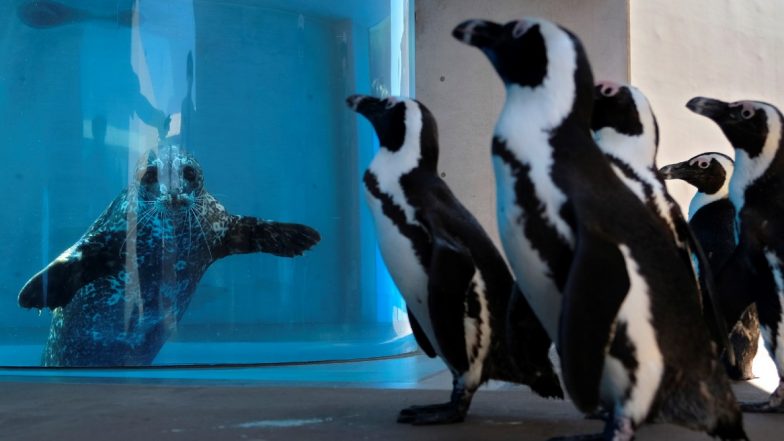 Yokohama Hakkeijima Sea Paradise, Japanese Aquarium Introduces Sea Animals to Each Other And Share Results Online to Entertain Public Amid Lockdown (Watch Video)