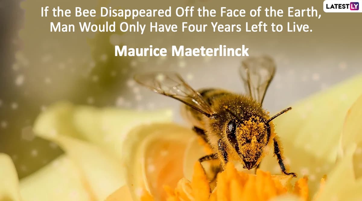 World Bee Day Quotes And Saying Bee Autiful Images Greetings And Wishes To Celebrate The Day Dedicated To Pollination Latestly