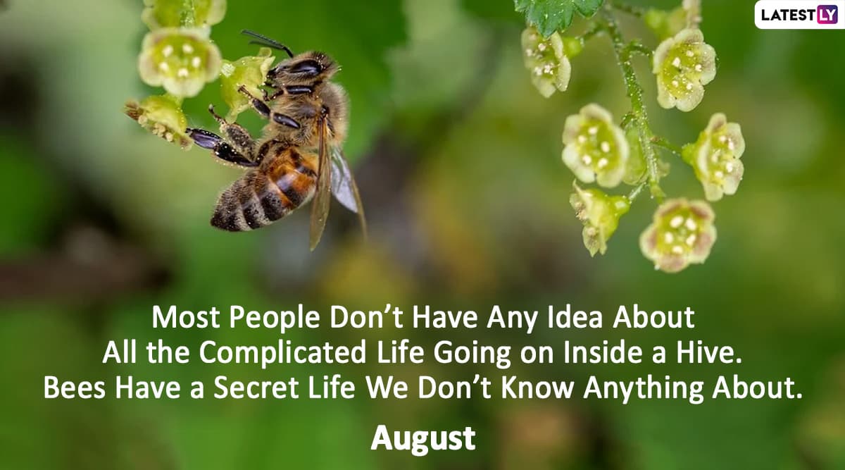 Happy World Bee Day 2020 HD Images, Wishes, Quotes, Sayings, Greetings