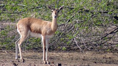 Rajasthan: 17-Year-Old Boy Fights Armed Chinkara Poachers in Jodhpur Fearlessly, Chases Them