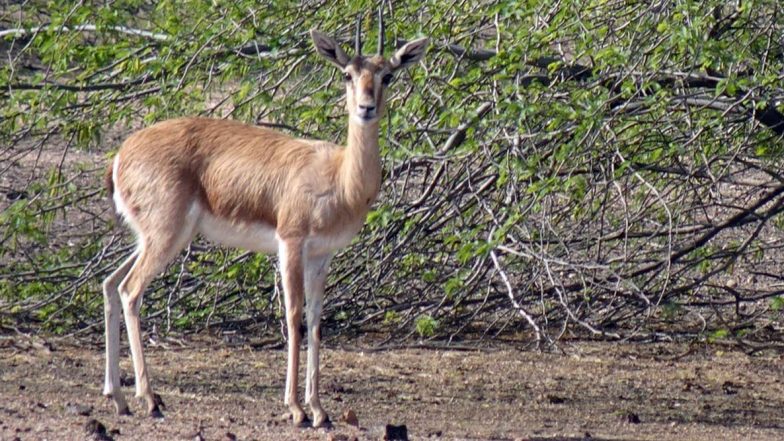 Rajasthan: 17-Year-Old Boy Fights Armed Chinkara Poachers in Jodhpur Fearlessly, Chases Them