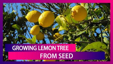 How To Grow A Lemon Tree From Seed At Home