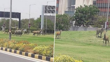 Pictures of Nilgai Spotted Near IGI Airport, Delhi Goes Viral amid Lockdown! Netizens Believe 'Nature Is Taking Over'