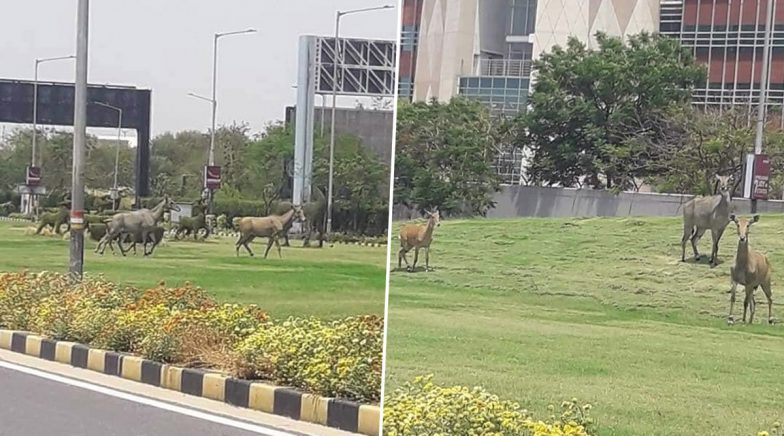 Pictures of Nilgai Spotted Near IGI Airport, Delhi Goes Viral amid Lockdown! 