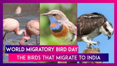 World Migratory Bird Day 2020: Six Birds That Migrate to India  In Winter