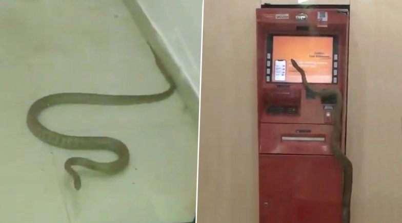 Viral Video of a Huge Snake Inside an ATM Vestibule in Ghaziabad Is Sending Chills Down The Spine